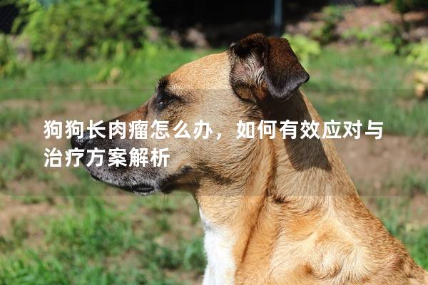 狗狗长肉瘤怎么办，如何有效应对与治疗方案解析