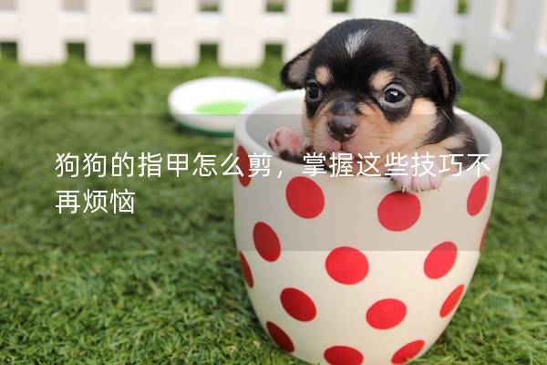 狗狗的指甲怎么剪，掌握这些技巧不再烦恼