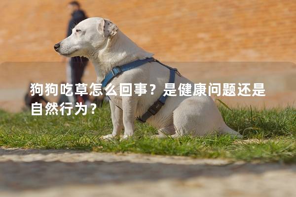 狗狗吃草怎么回事？是健康问题还是自然行为？