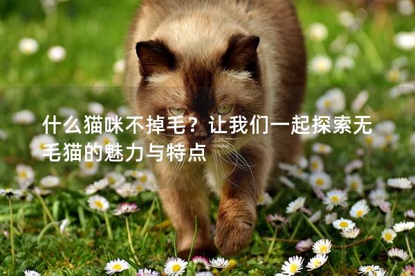 什么猫咪不掉毛？让我们一起探索无毛猫的魅力与特点