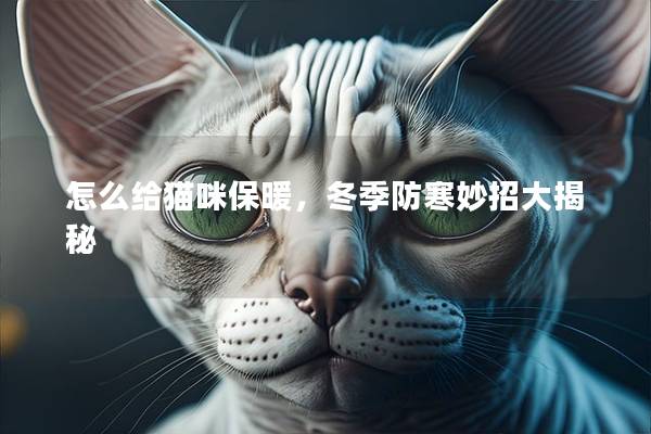 怎么给猫咪保暖，冬季防寒妙招大揭秘