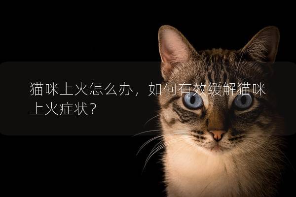 猫咪上火怎么办，如何有效缓解猫咪上火症状？