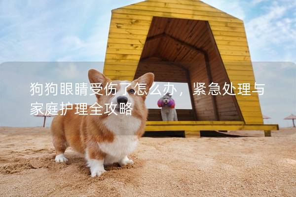 狗狗眼睛受伤了怎么办，紧急处理与家庭护理全攻略