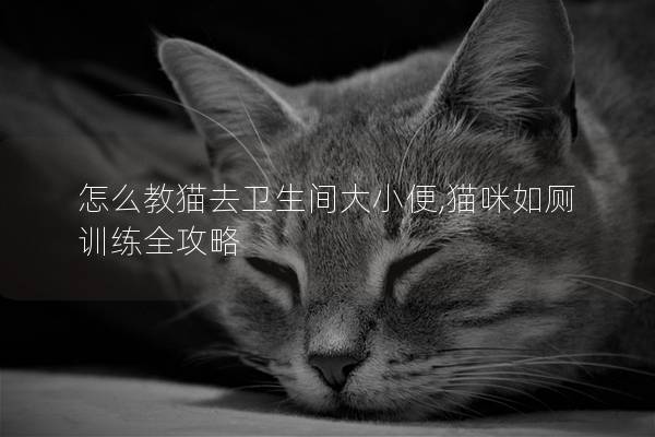 怎么教猫去卫生间大小便,猫咪如厕训练全攻略