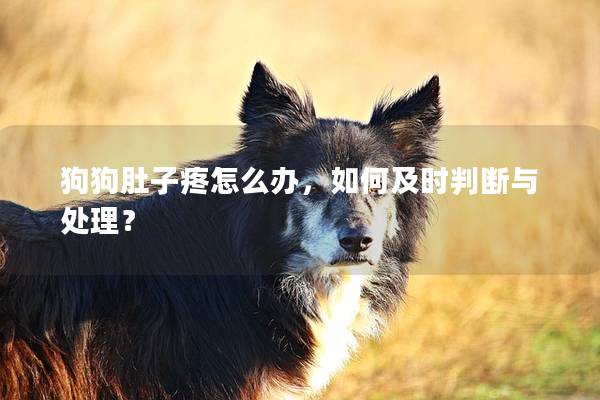 狗狗肚子疼怎么办，如何及时判断与处理？