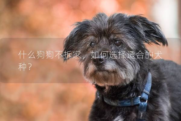 什么狗狗不拆家，如何选择适合的犬种？