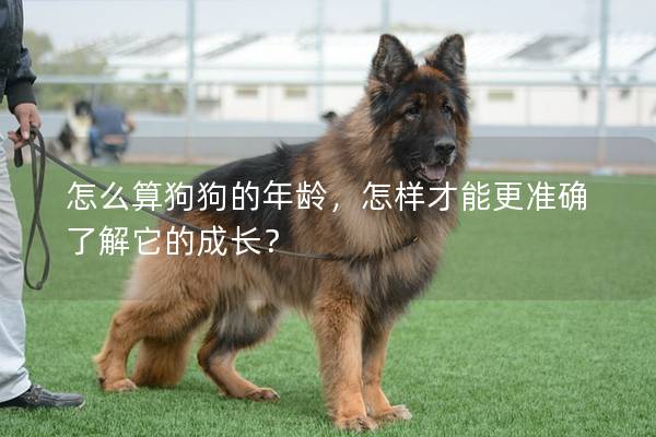怎么算狗狗的年龄，怎样才能更准确了解它的成长？