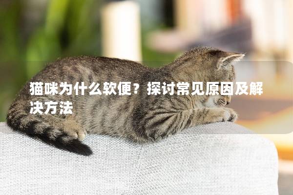 猫咪为什么软便？探讨常见原因及解决方法