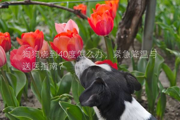 狗狗烧到40度怎么办，紧急降温与送医指南？