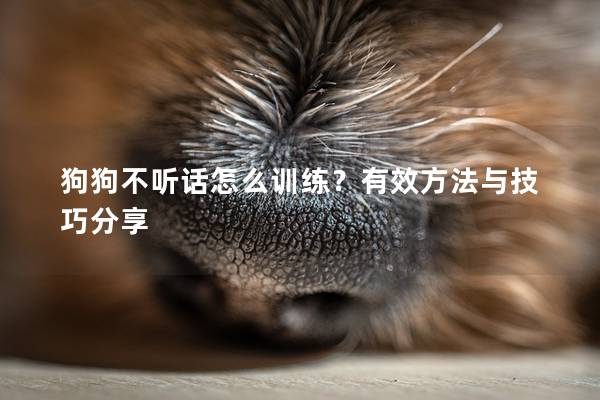 狗狗不听话怎么训练？有效方法与技巧分享