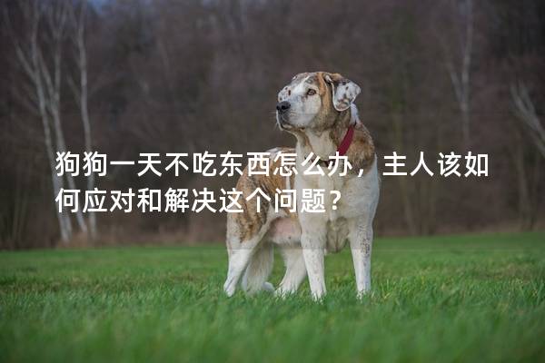 狗狗一天不吃东西怎么办，主人该如何应对和解决这个问题？