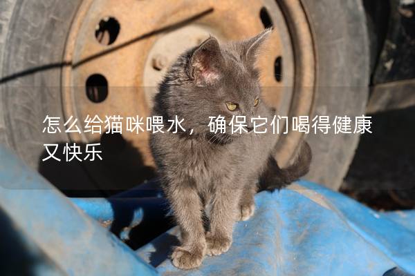 怎么给猫咪喂水，确保它们喝得健康又快乐
