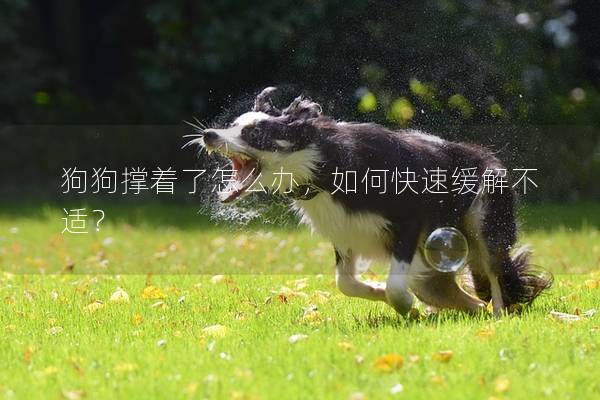 狗狗撑着了怎么办，如何快速缓解不适？