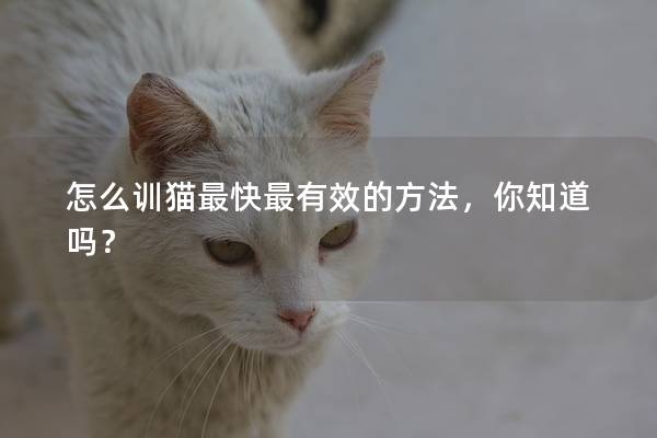 怎么训猫最快最有效的方法，你知道吗？