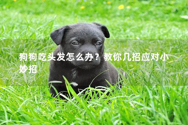 狗狗吃头发怎么办？教你几招应对小妙招