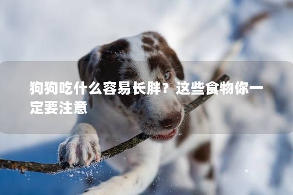 狗狗吃什么容易长胖？这些食物你一定要注意