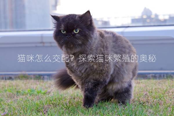 猫咪怎么交配？探索猫咪繁殖的奥秘