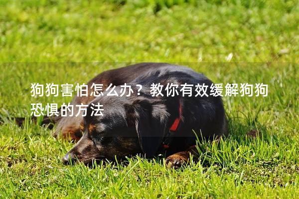 狗狗害怕怎么办？教你有效缓解狗狗恐惧的方法