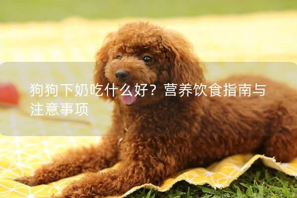 狗狗下奶吃什么好？营养饮食指南与注意事项