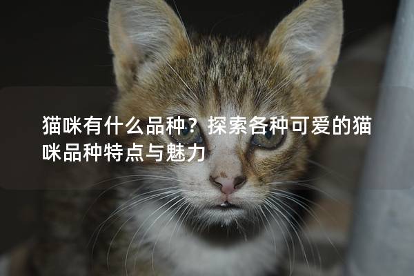 猫咪有什么品种？探索各种可爱的猫咪品种特点与魅力