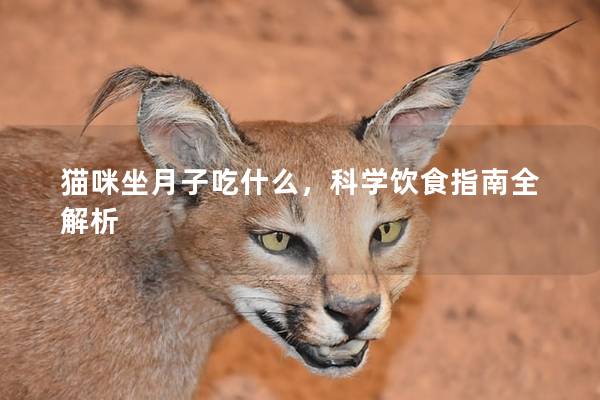 猫咪坐月子吃什么，科学饮食指南全解析