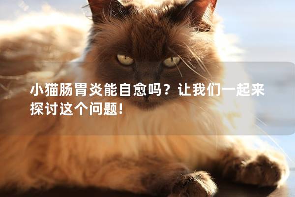小猫肠胃炎能自愈吗？让我们一起来探讨这个问题!