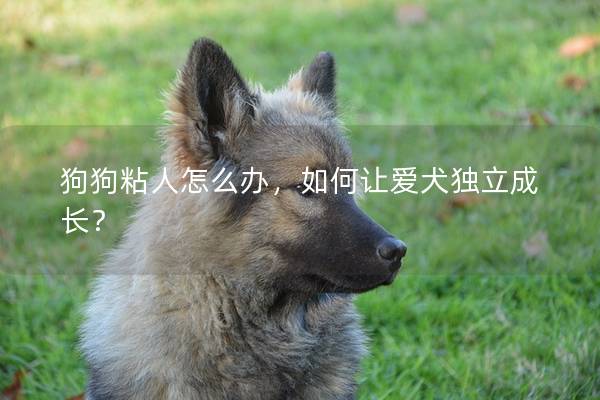 狗狗粘人怎么办，如何让爱犬独立成长？