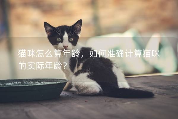 猫咪怎么算年龄，如何准确计算猫咪的实际年龄？