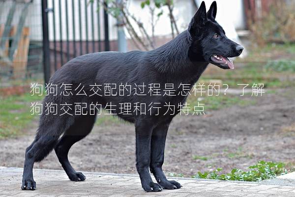 狗狗怎么交配的过程是怎样的？了解狗狗交配的生理和行为特点