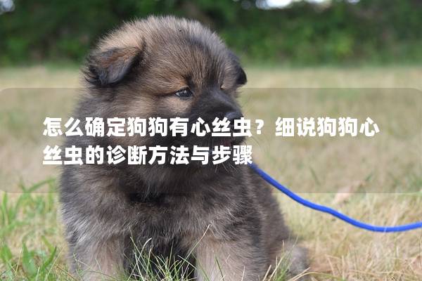怎么确定狗狗有心丝虫？细说狗狗心丝虫的诊断方法与步骤