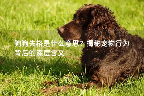 狗狗失格是什么意思？揭秘宠物行为背后的深层含义