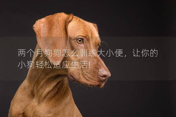 两个月狗狗怎么训练大小便，让你的小狗轻松适应生活!