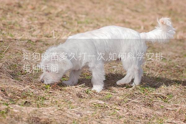 狗狗疫苗多久打一次,如何科学安排接种时间