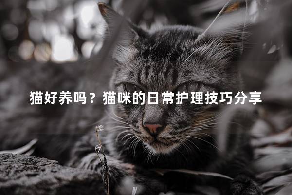 猫好养吗？猫咪的日常护理技巧分享