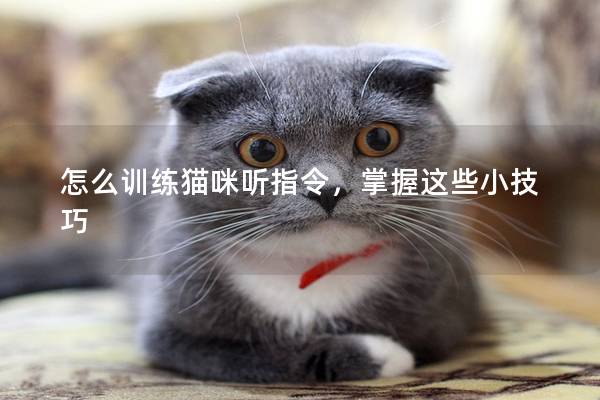 怎么训练猫咪听指令，掌握这些小技巧