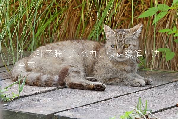 猫咪肚子胀气怎么办，快速缓解方法分享