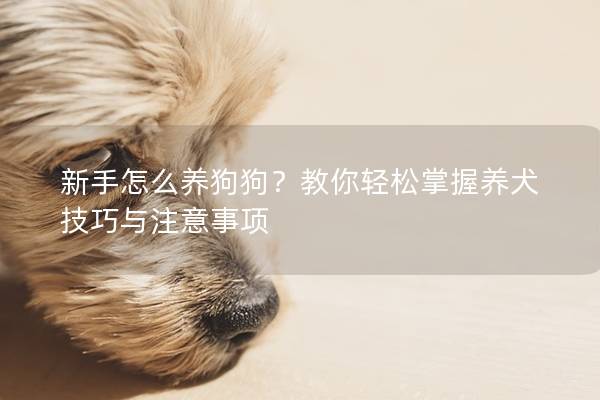新手怎么养狗狗？教你轻松掌握养犬技巧与注意事项