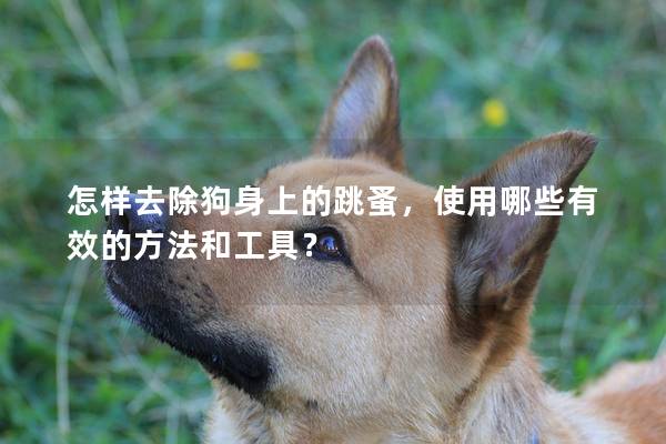 怎样去除狗身上的跳蚤，使用哪些有效的方法和工具？