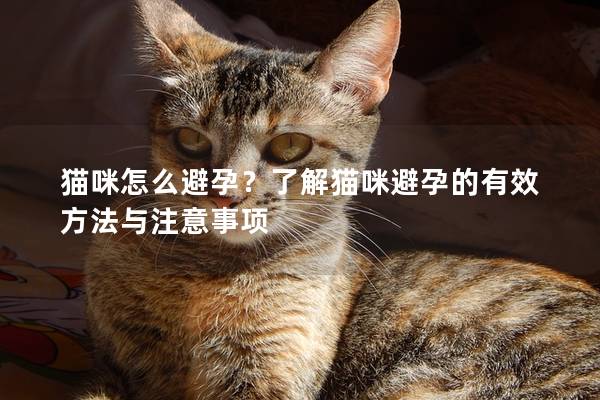 猫咪怎么避孕？了解猫咪避孕的有效方法与注意事项