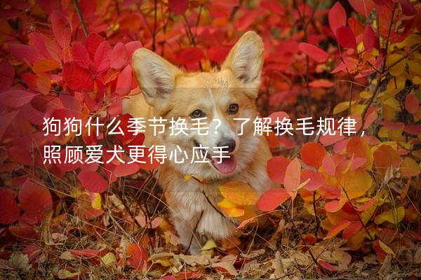 狗狗什么季节换毛？了解换毛规律，照顾爱犬更得心应手