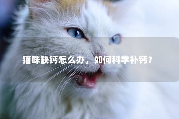 猫咪缺钙怎么办，如何科学补钙？