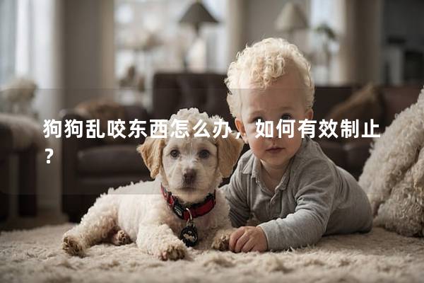 狗狗乱咬东西怎么办，如何有效制止？