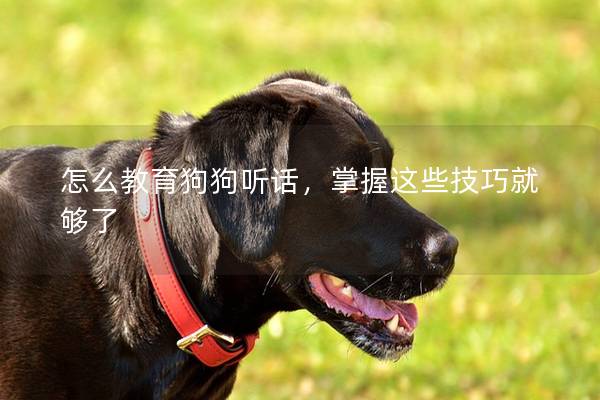 怎么教育狗狗听话，掌握这些技巧就够了