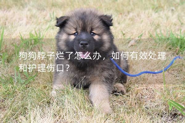 狗狗脖子烂了怎么办，如何有效处理和护理伤口？