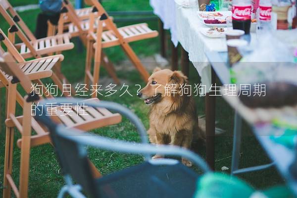 狗狗月经来多久？了解狗狗生理周期的重要性