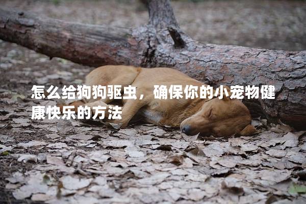 怎么给狗狗驱虫，确保你的小宠物健康快乐的方法