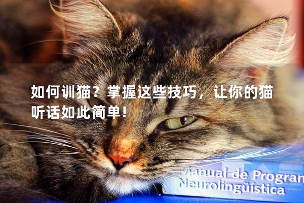 如何训猫？掌握这些技巧，让你的猫听话如此简单!