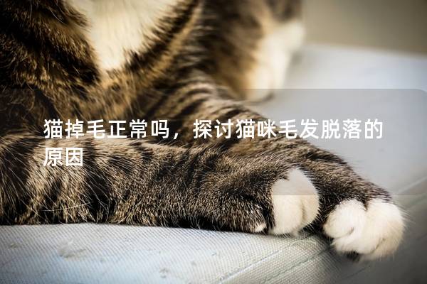 猫掉毛正常吗，探讨猫咪毛发脱落的原因
