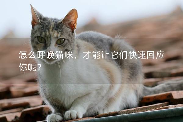 怎么呼唤猫咪，才能让它们快速回应你呢？