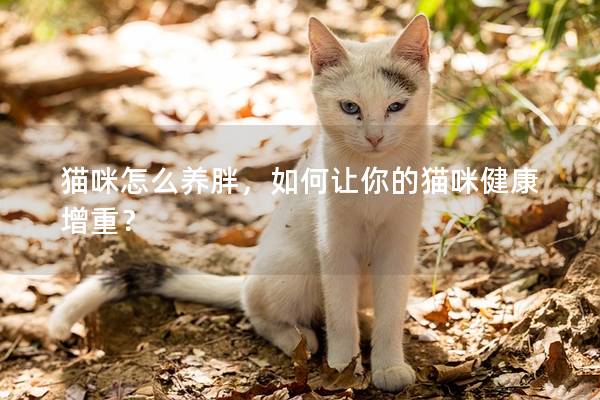 猫咪怎么养胖，如何让你的猫咪健康增重？
